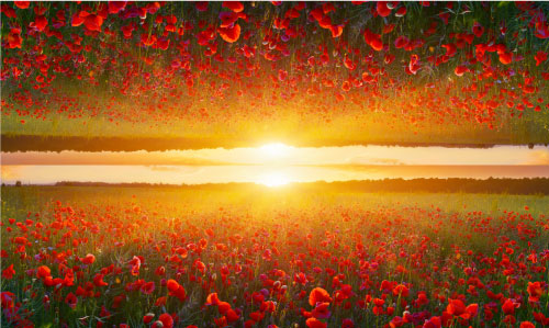 poppy sunset coffin drape mrflag