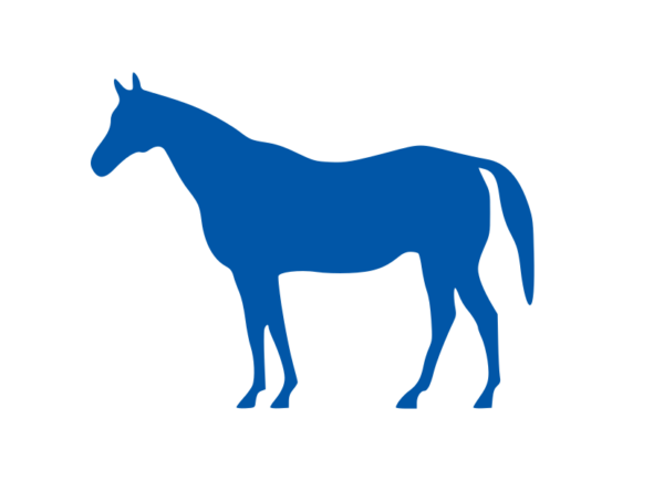 Lexington-Fayette Kentucky outdoor flag